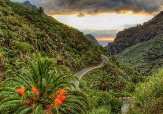 Road surrounded by tall cliffs full of plants and tall trees