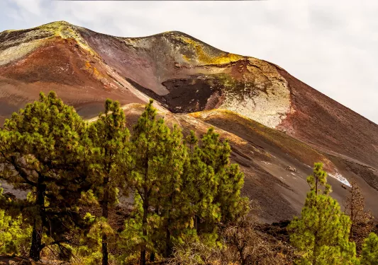 Hill with tall green trees in front