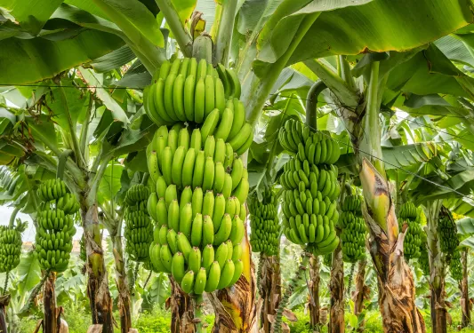 Banana tree with green bananas hanging from it