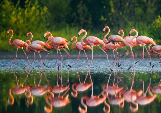 Flock of flamingos walking through a shallow pond