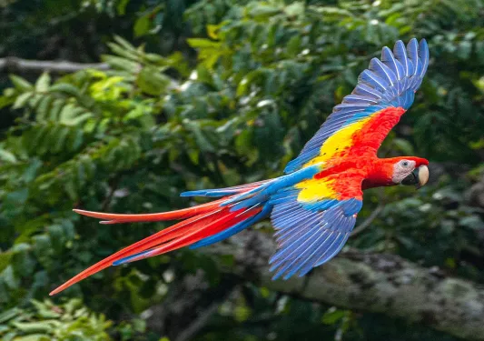 Rainbow parrot in flight