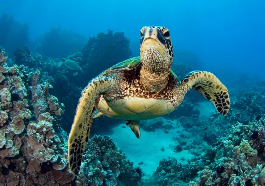 Turtle swimming in the ocean
