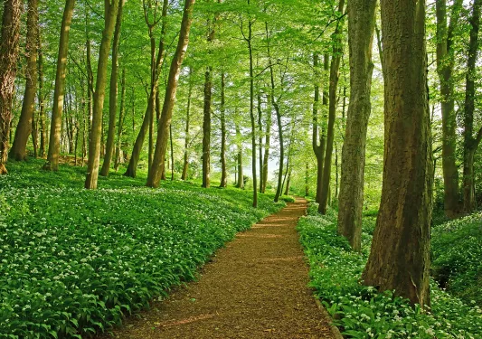 Leave-covered path in the middle of a forest