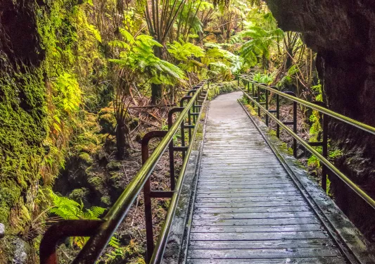 Forest with a wooden bridge going through a cave towards tall trees