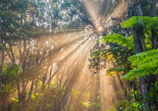 Forest with tall trees and the sun peeking through the trees