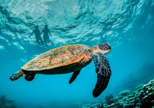 Large turtle swimming underwater