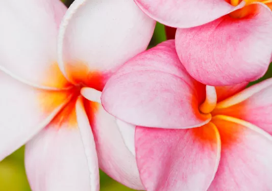 Close-up view of pink flowers