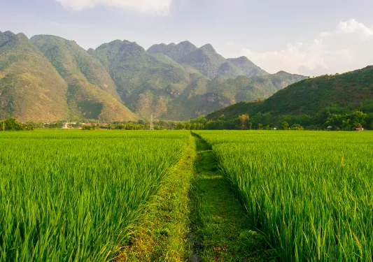 Large rice paddy fields with mountains in the background