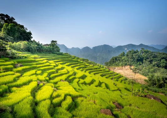 Large rice paddy fields in an open valley