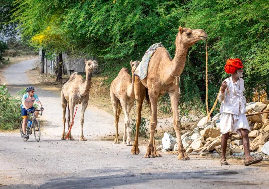 Man walking a herd of three camels, with a man biking to the left