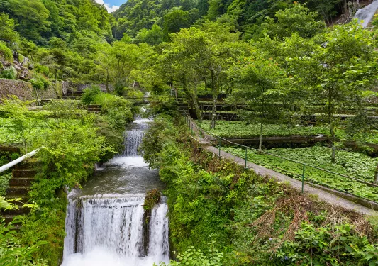 Garden with an active waterfall in the center and tall trees in the background