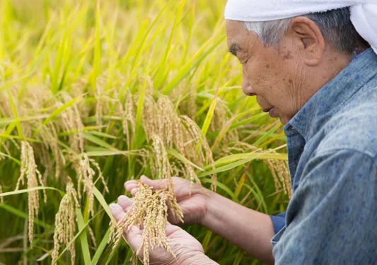 Older man harvesting wheat from a field