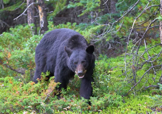 Black bear walking through a forest