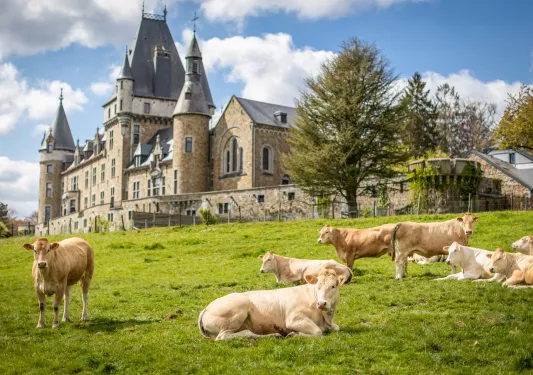 Herd of cows laying on a grass field, with a large castle-like building in the background
