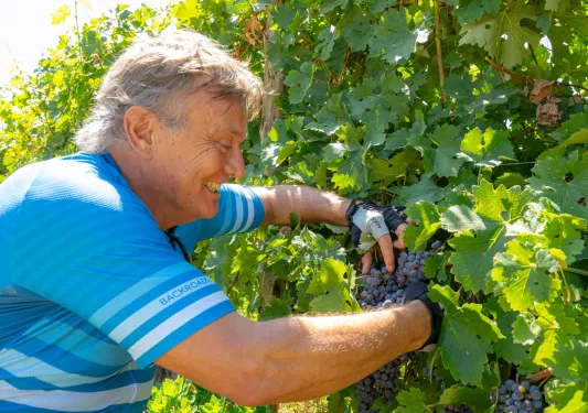 Man smiling while picking purple wine grapes from a vine
