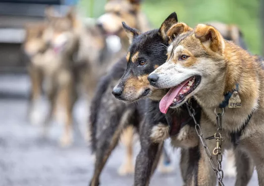 A black dog and a brown dog standing next to each other, with chain collars