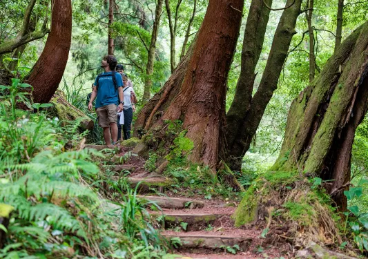 Group of people walking in a forest, looking at the tall trees