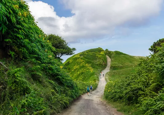 Winding road down a tree lined path