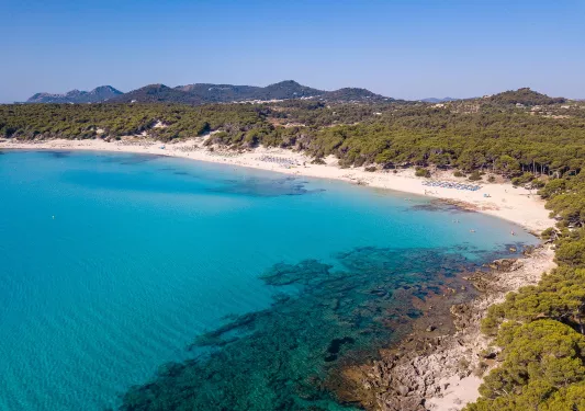 Sky view of a beach with large trees surrounding the sand