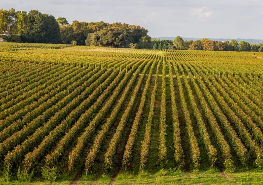 Large open field of crops in a valley
