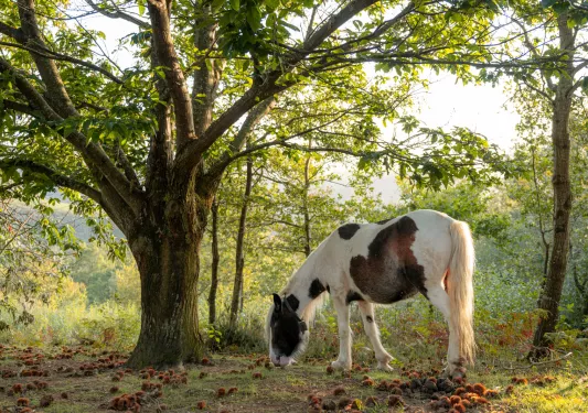 White horse under a tree eating fruit from the ground