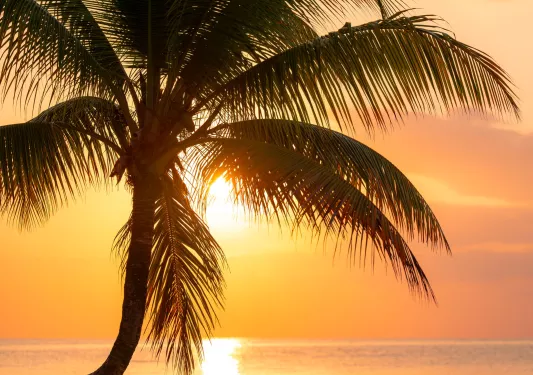 Palm tree with the sunset in the background