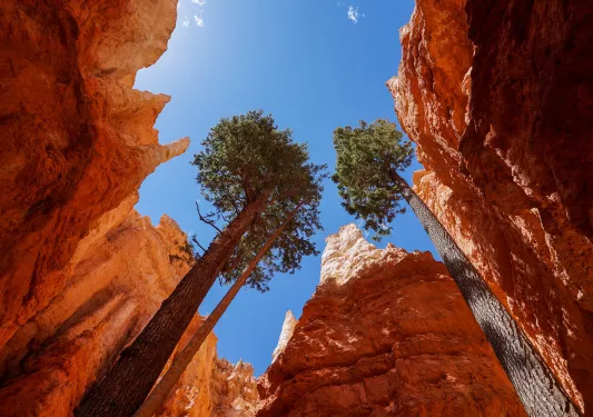 Bottom-up view of two trees in between large, orange canyons