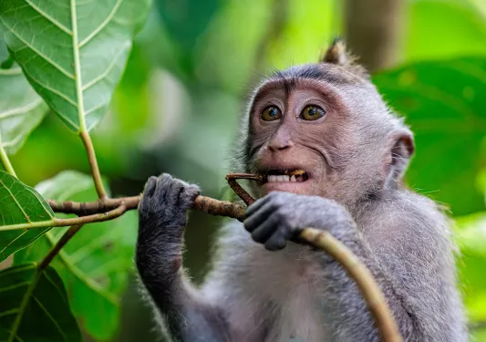 Monkey holding and biting onto a branch