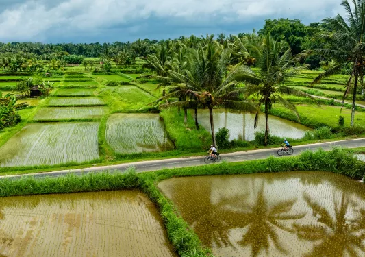 Two people riding bikes on en empty road, surrounded by rice paddies
