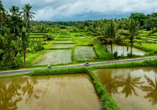 Two people riding bikes through a road with rice paddies on either side