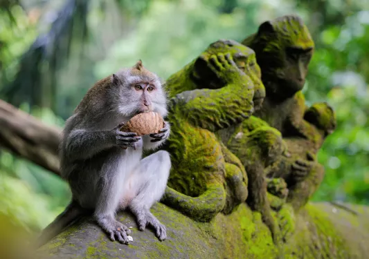 Monkey eating a pastry next to a statue of two monkeys