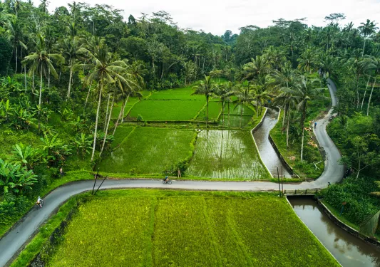 Person biking on a road cutting through two large rice paddies