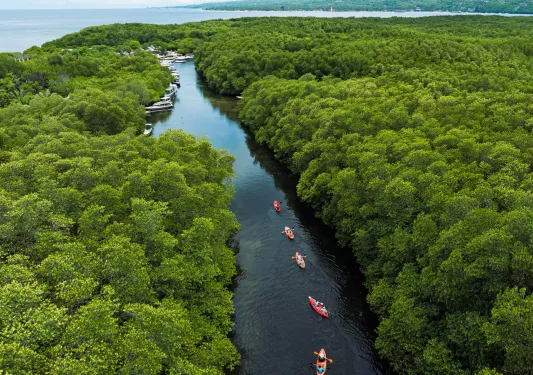 Row of orange kayaks in a river, surrounded by thick jungle