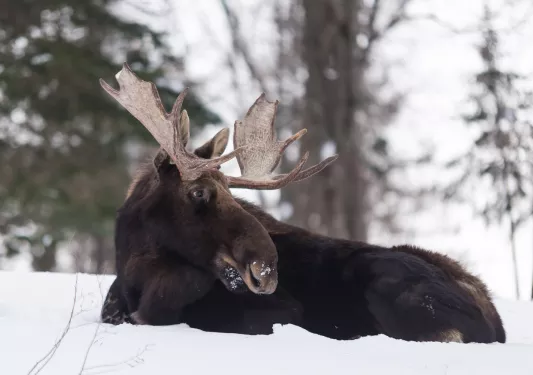 Moose with antlers laying down in the snow