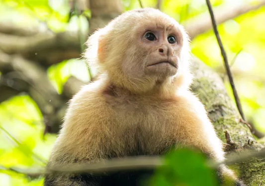 Small monkey sitting in a tree