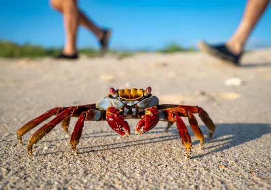 A small, red grab walking on the sand with two people walking behind it