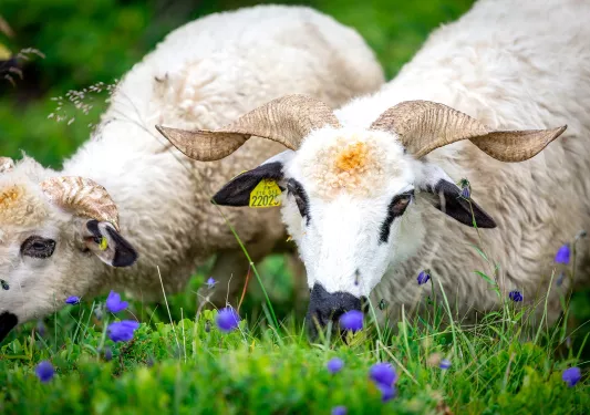 Two white rams eating in a grass field