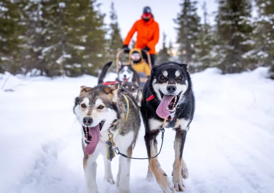 Herd of dogs pulling a man on a sled in the snow