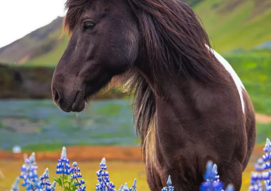 Dark brown horse standing in front of lavender flowers in a field