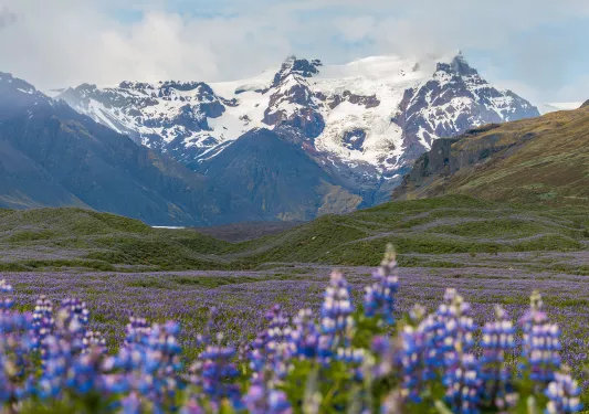 Large field of lavender flowers with ice-capped mountains in the distance