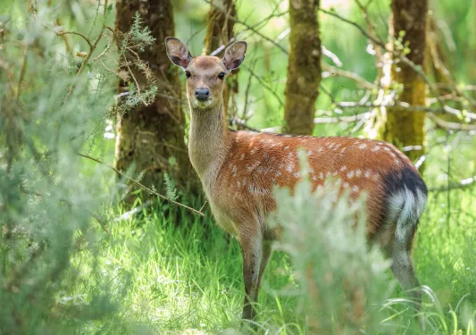 Deer in the middle of a forest, surrounded by trees