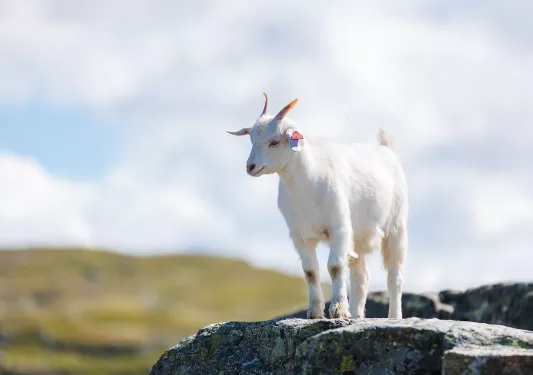 White goat standing on top of a cliff