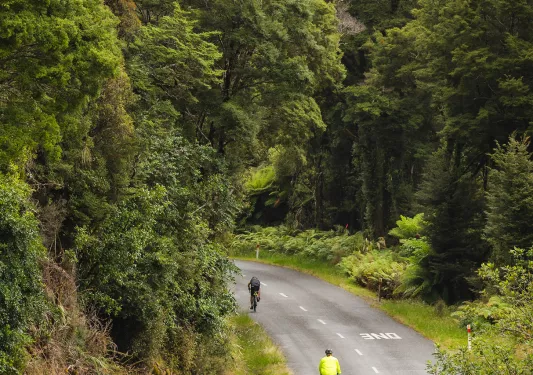Three people biking on a curvy road, surrounded by tall trees