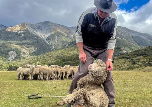 Man petting a sheep, with a herd of sheep in the background