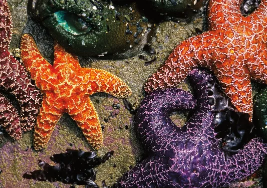 Purple and orange starfish on the ocean floor