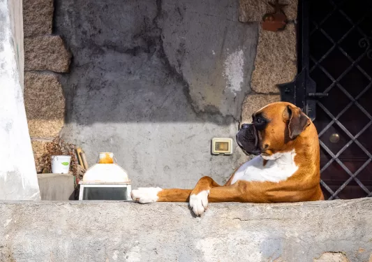 Dog sitting on a ledge with their arms crossed
