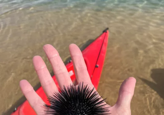 Hand holding a sea urchin by the ocean