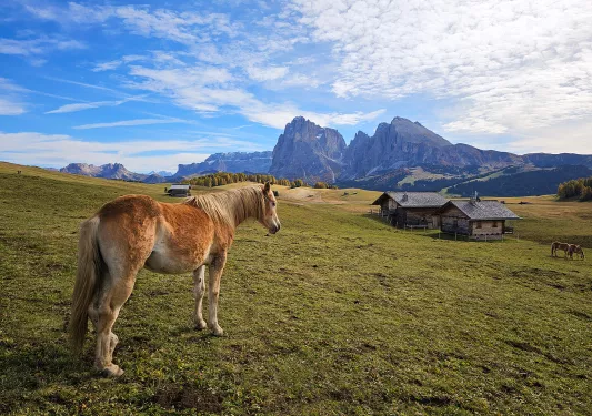 Horse standing in an open grass valley