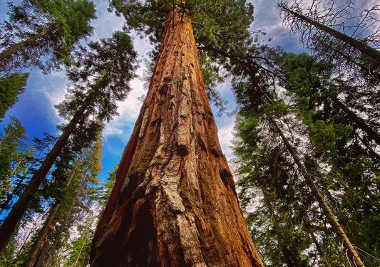Tall tree in the middle of a forest
