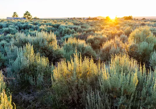 Valley of green bushes with the sunset in the background